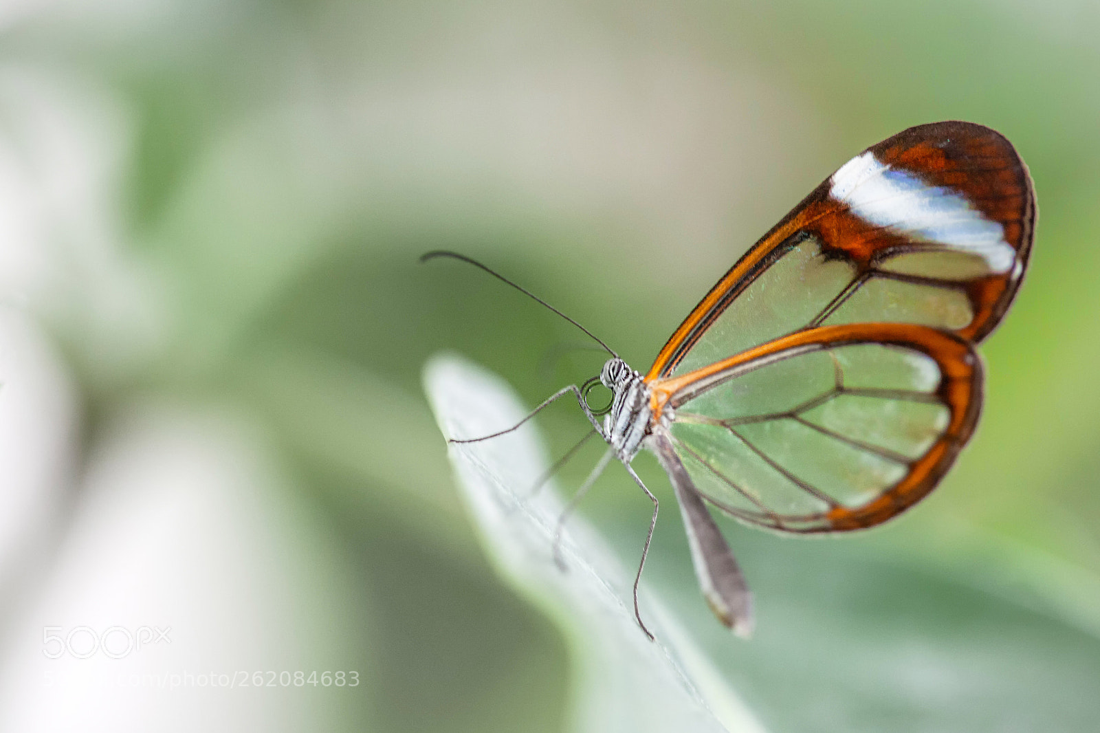 Canon EOS 5D Mark II sample photo. Butterfly photography