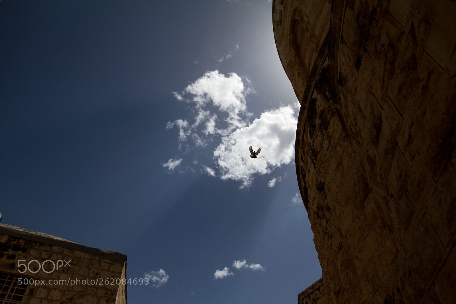 Canon EOS 7D sample photo. Bird of love photography