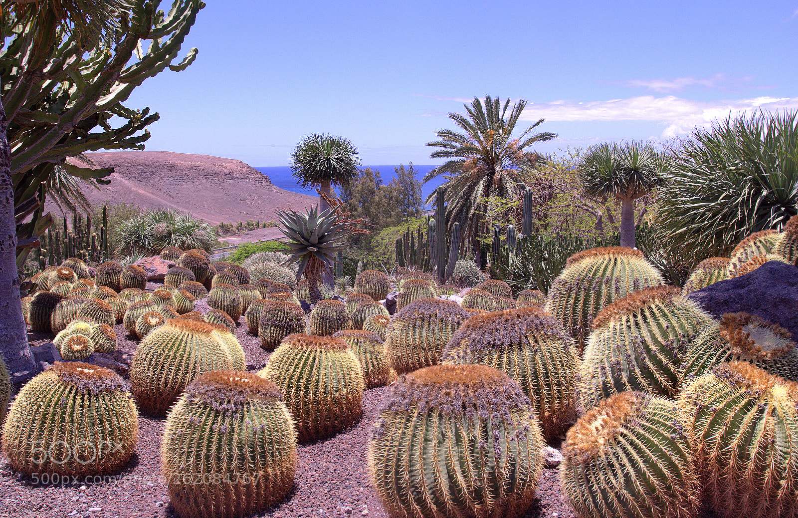 Canon EF 17-40mm F4L USM sample photo. Park oasis, fuerteventura photography