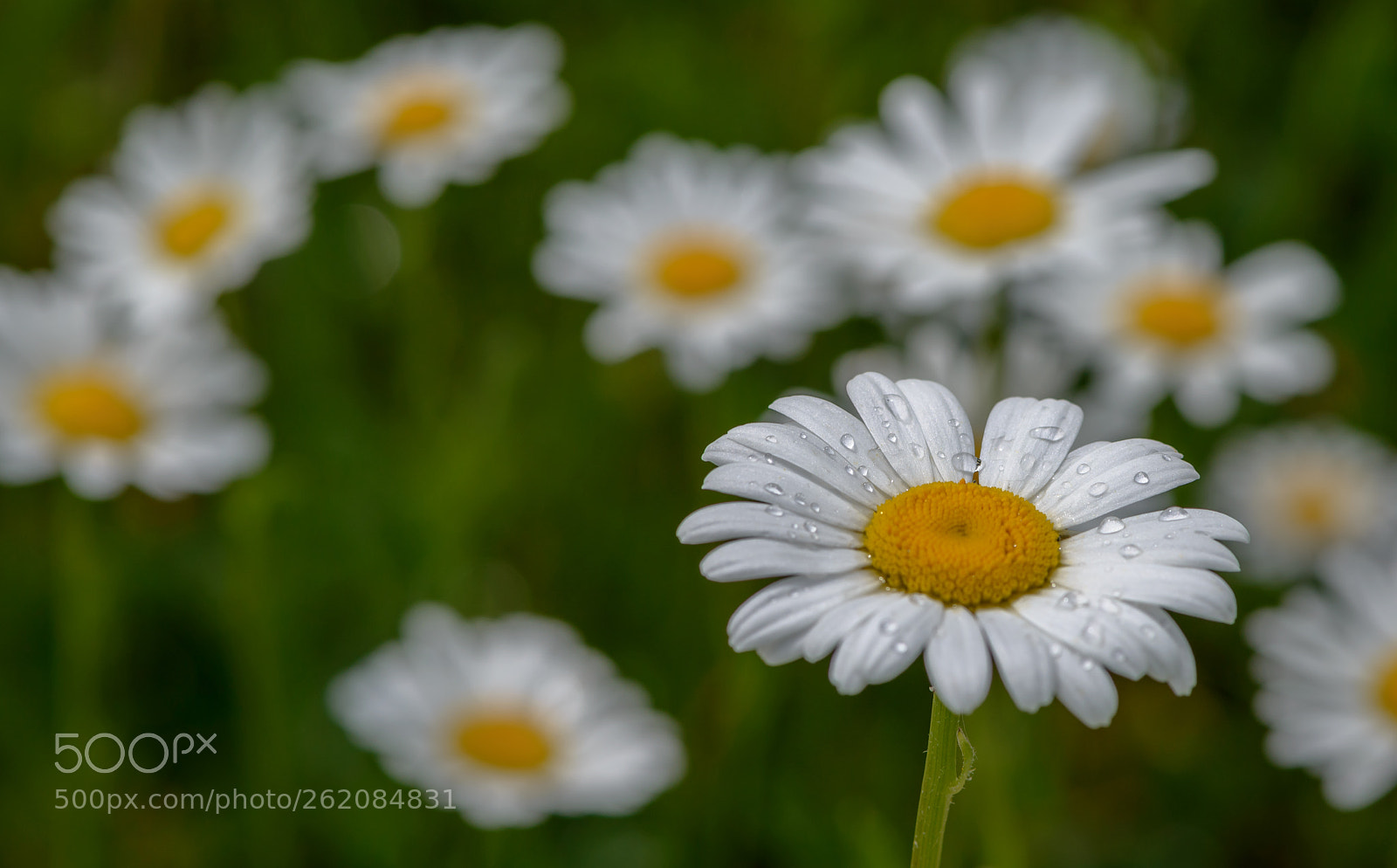 Nikon D800 sample photo. Daisies photography