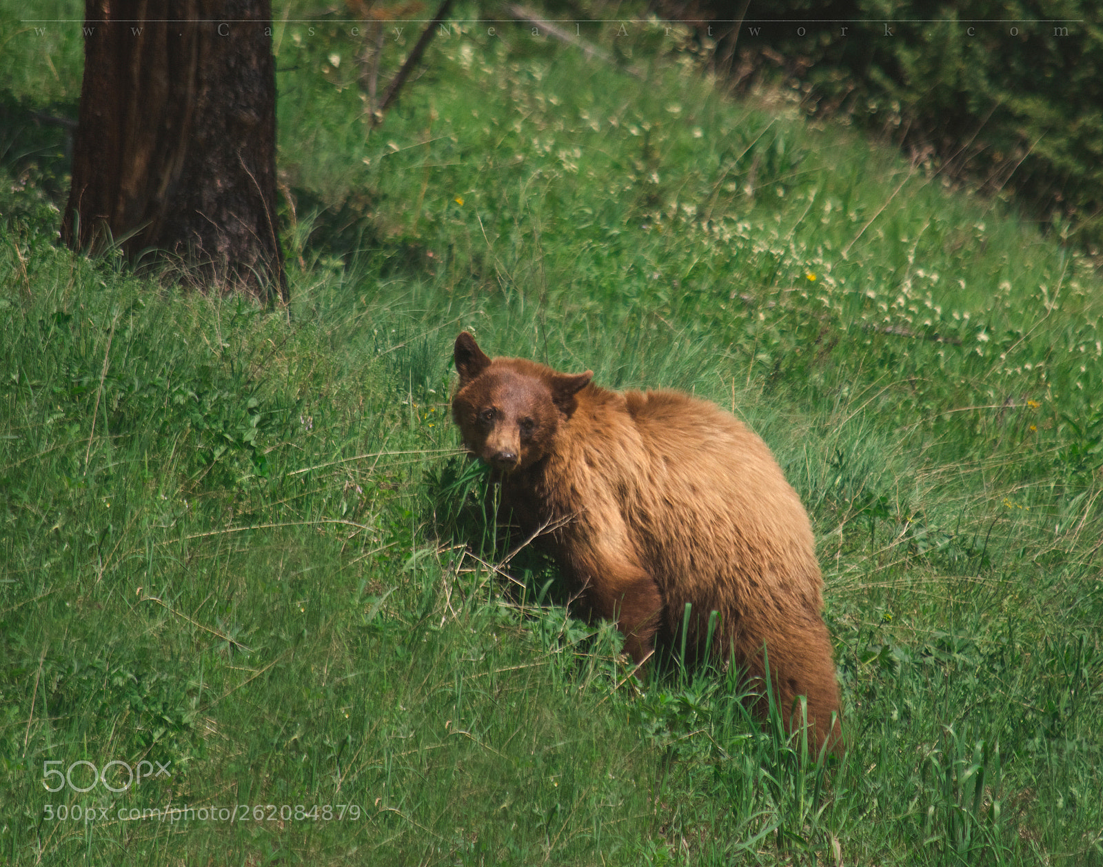 Nikon D5100 sample photo. Cinnamon bear photography