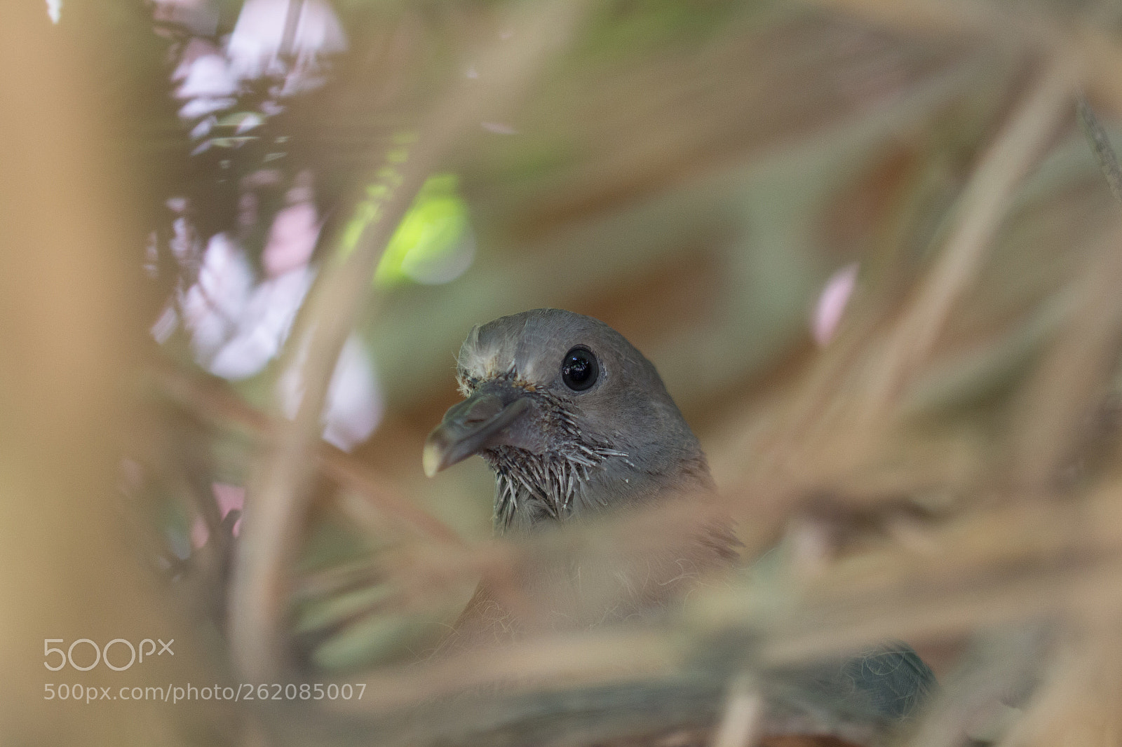 Canon EOS 700D (EOS Rebel T5i / EOS Kiss X7i) sample photo. Pigeon photography