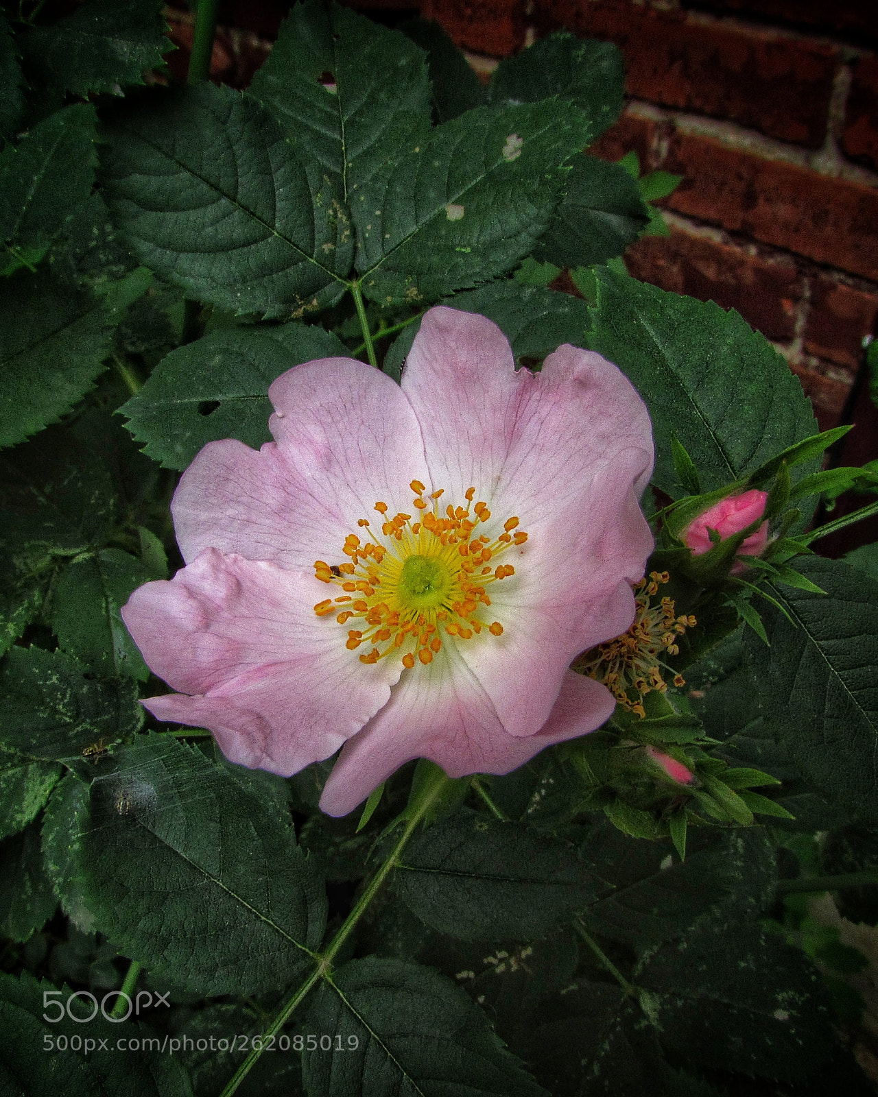 Canon PowerShot SX510 HS sample photo. Dogrose photography