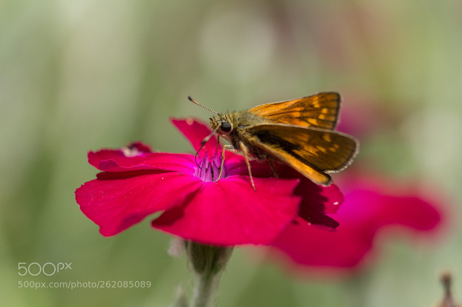 Canon EOS 700D (EOS Rebel T5i / EOS Kiss X7i) sample photo. Papilio sylvanus 03 photography