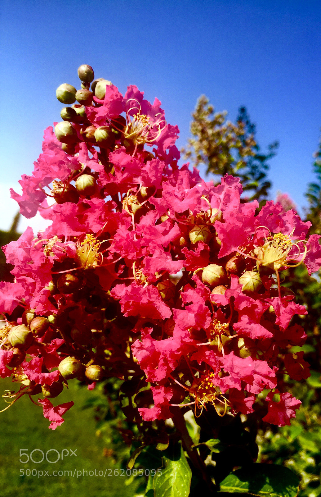Apple iPhone 6 sample photo. Flowers photography
