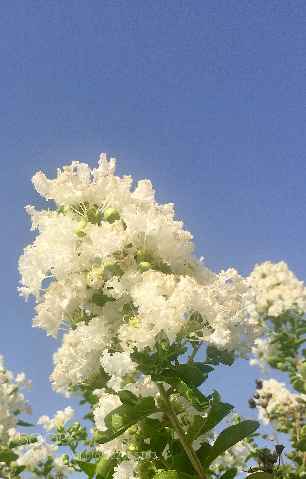 Apple iPhone 6 sample photo. Wite flower photography