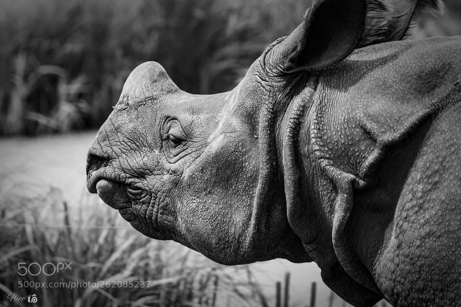 Nikon D5200 sample photo. Zoo de la fl photography