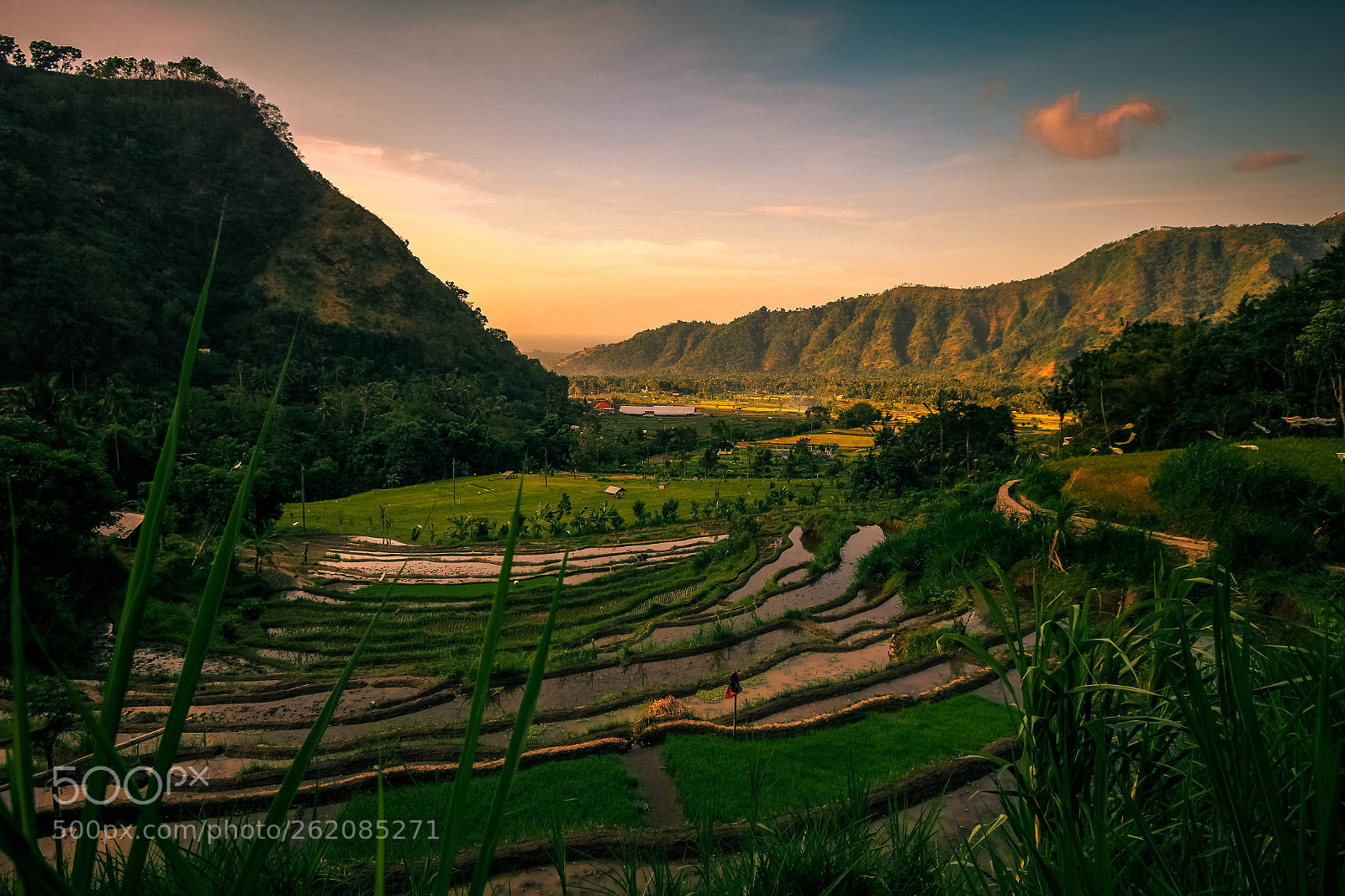 Canon EOS 550D (EOS Rebel T2i / EOS Kiss X4) sample photo. Bali rice paddies photography