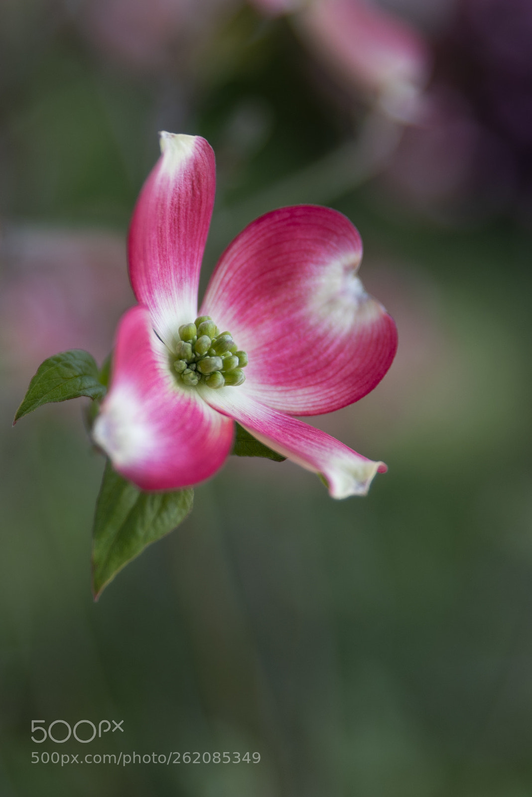 Nikon D750 sample photo. Flower photography