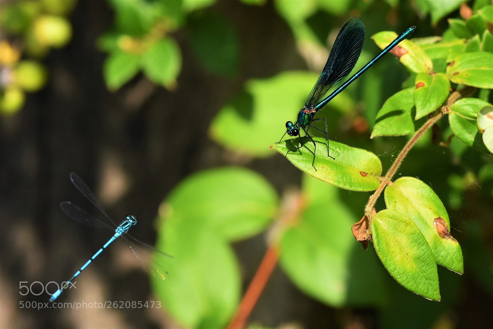 Sigma 105mm F2.8 EX DG OS HSM sample photo. Meeting photography
