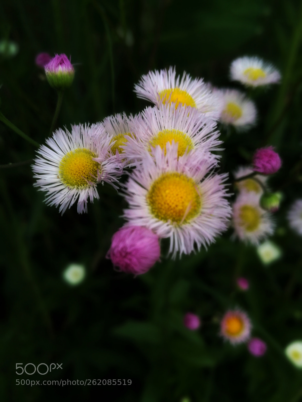 HUAWEI P10 sample photo. Wild flowers photography