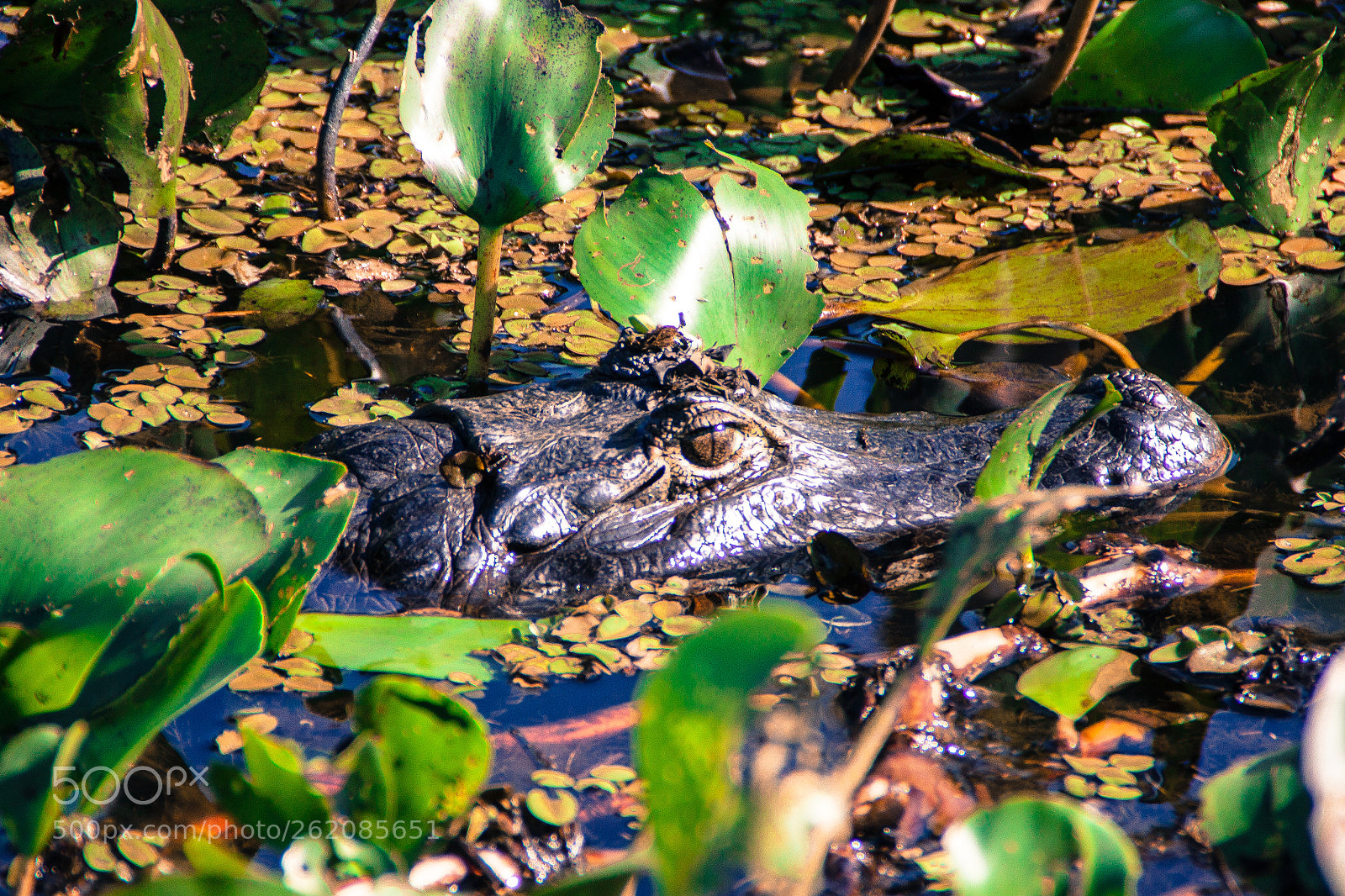 Canon EOS 500D (EOS Rebel T1i / EOS Kiss X3) sample photo. Yacare caiman photography