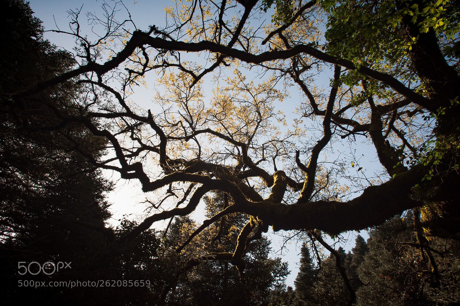 Nikon D7200 sample photo. Scenic forest photography