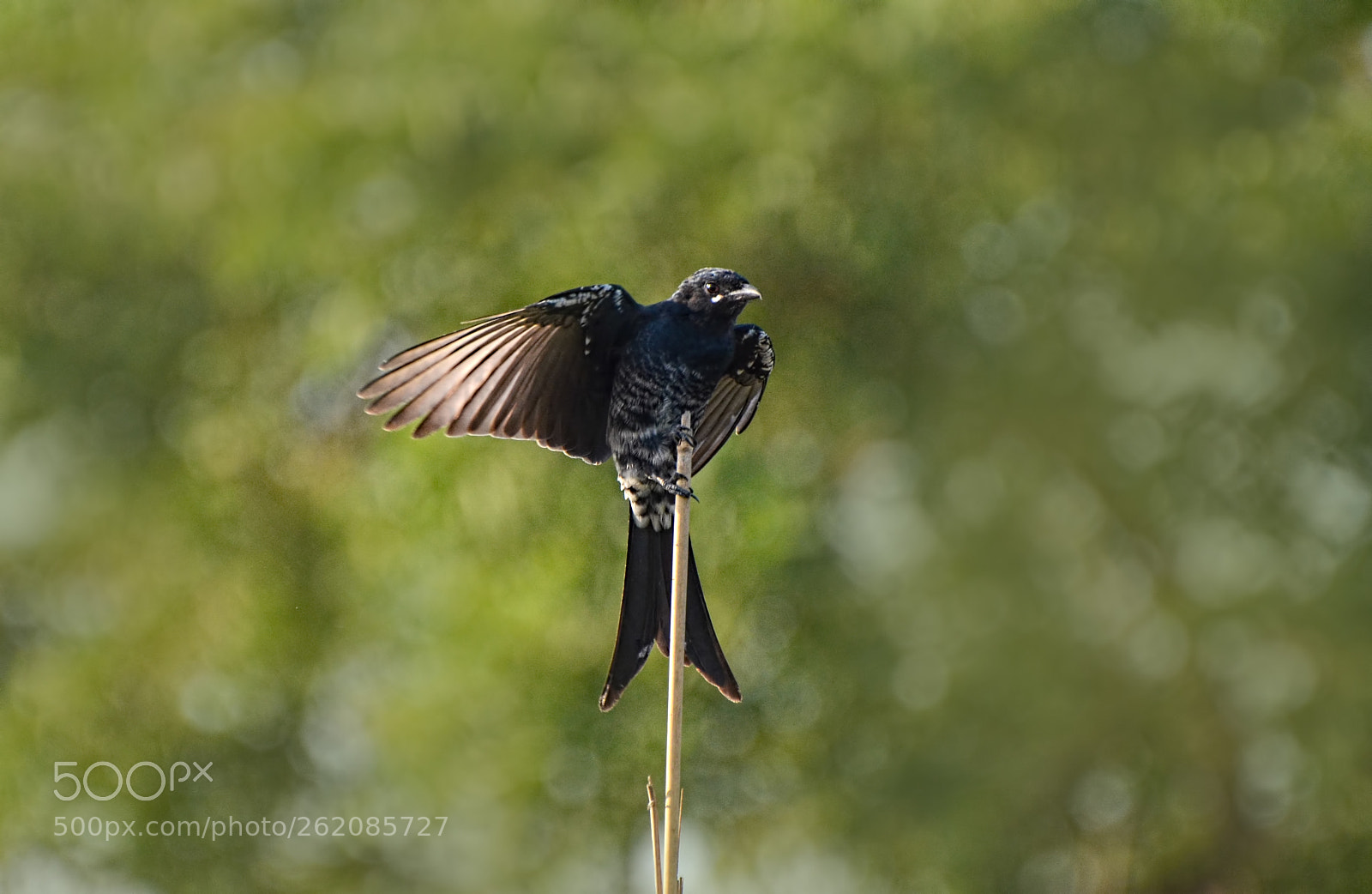 Nikon D5100 sample photo. Let's fly... photography