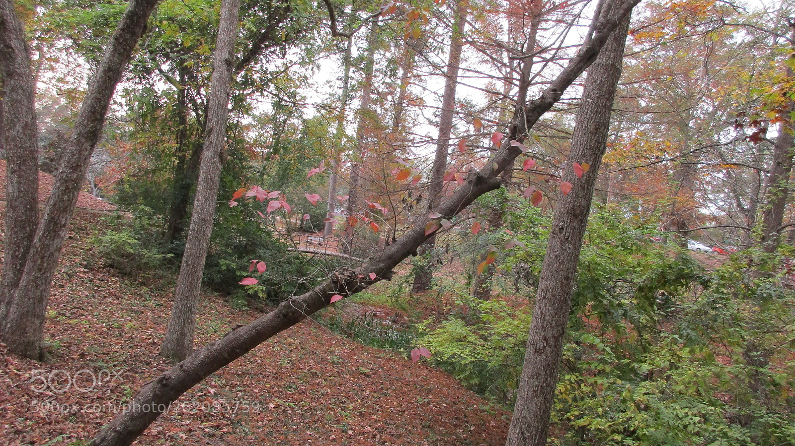Canon PowerShot ELPH 170 IS (IXUS 170 / IXY 170) sample photo. Branch photography
