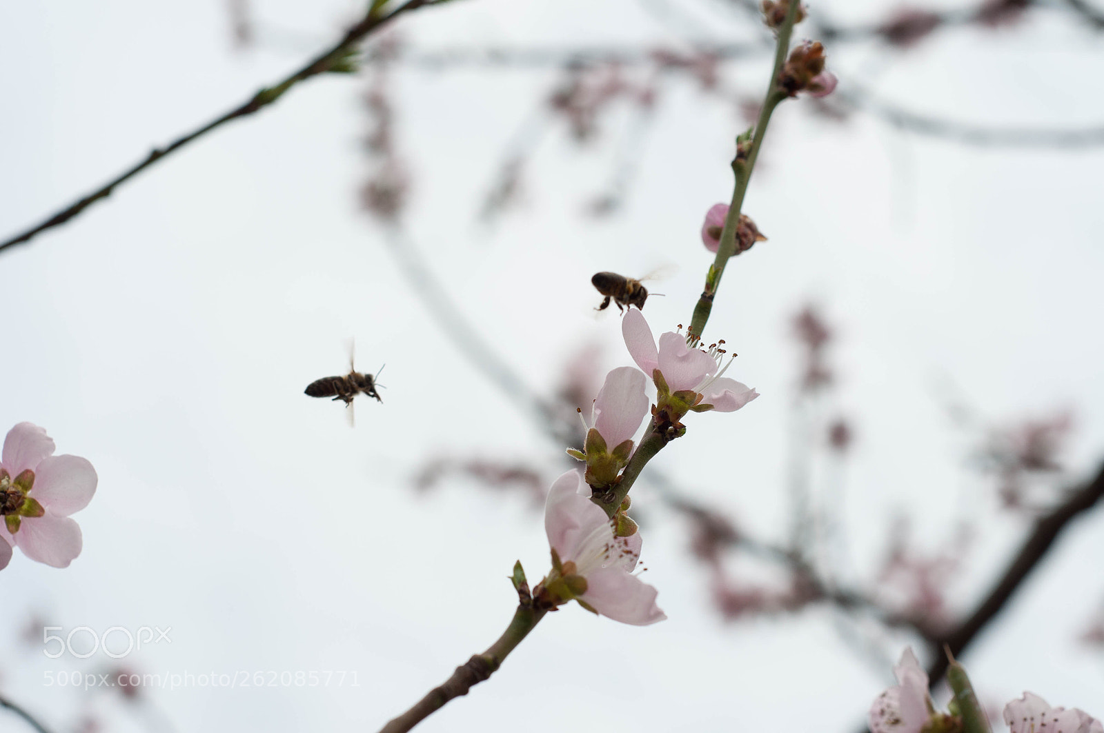 Nikon D90 sample photo. Spring mood photography