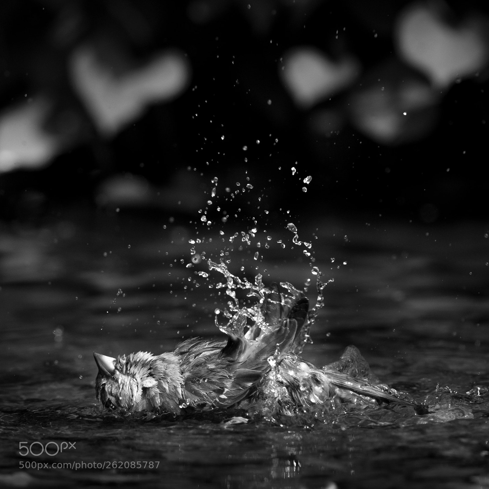 Canon EOS 5D Mark IV sample photo. Splish splash sparrow photography