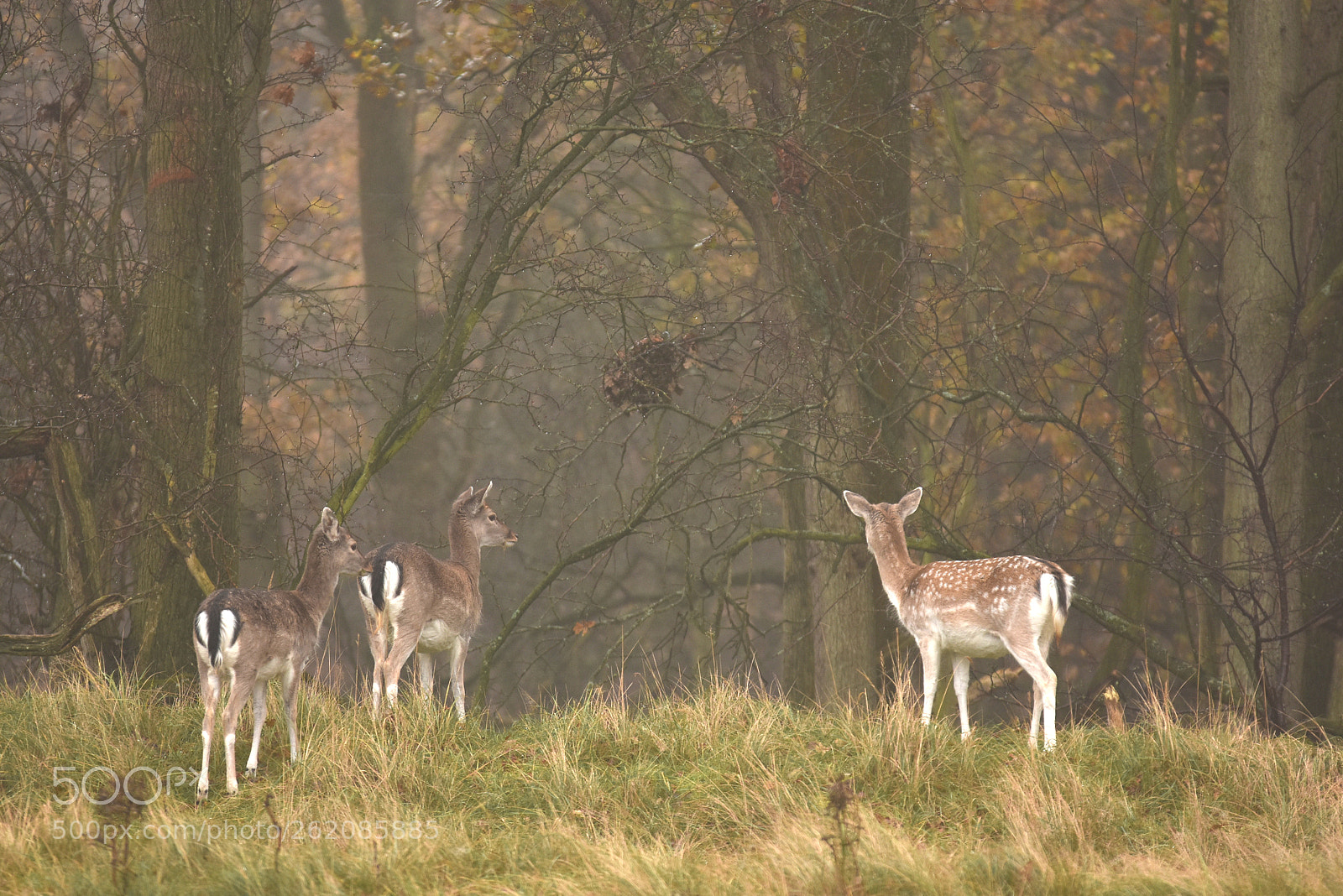 Sigma APO 100-300mm F4 EX IF HSM sample photo. Aw duinen november photography