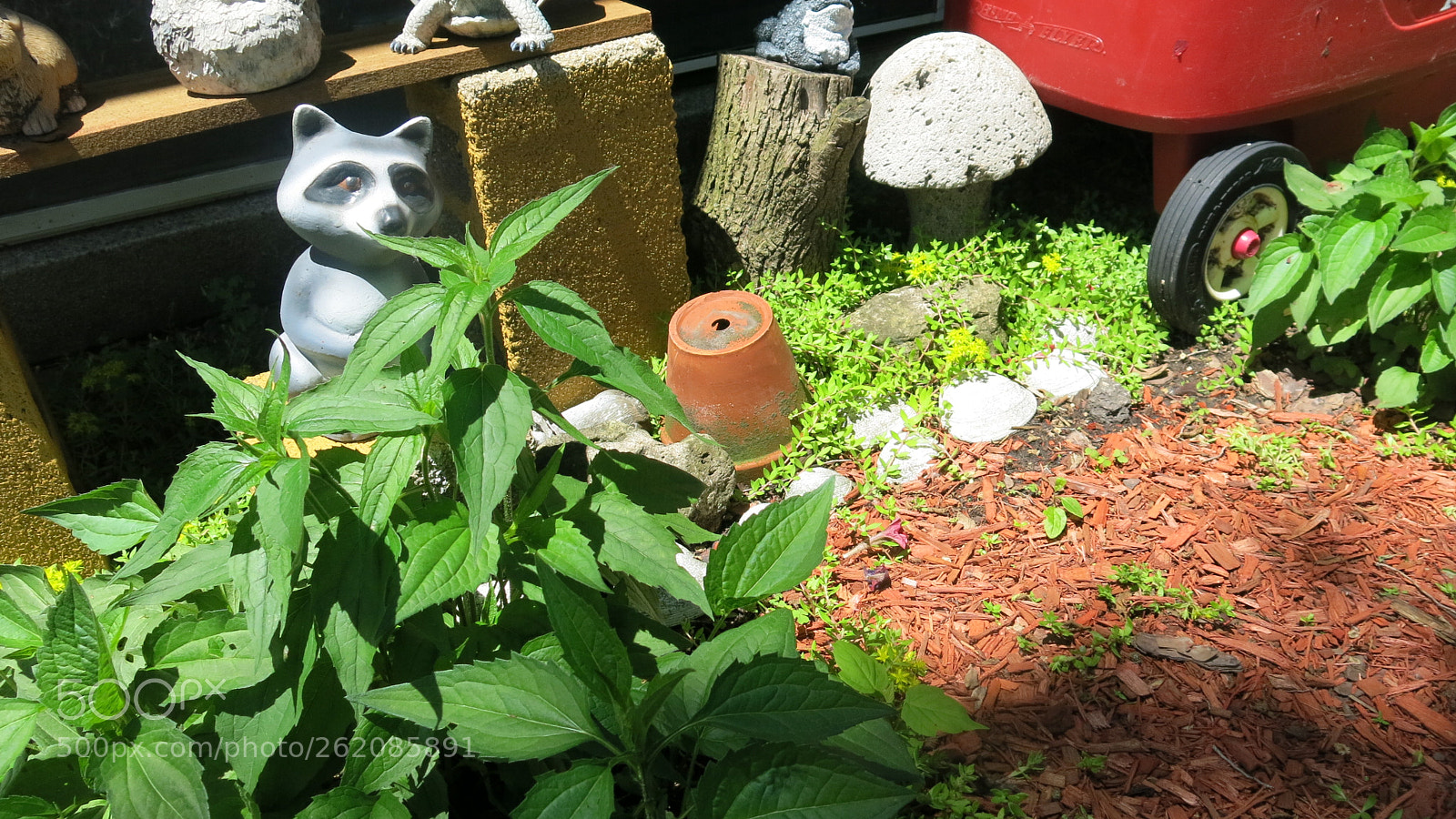 Canon PowerShot G15 sample photo. Spot the racoon is photography