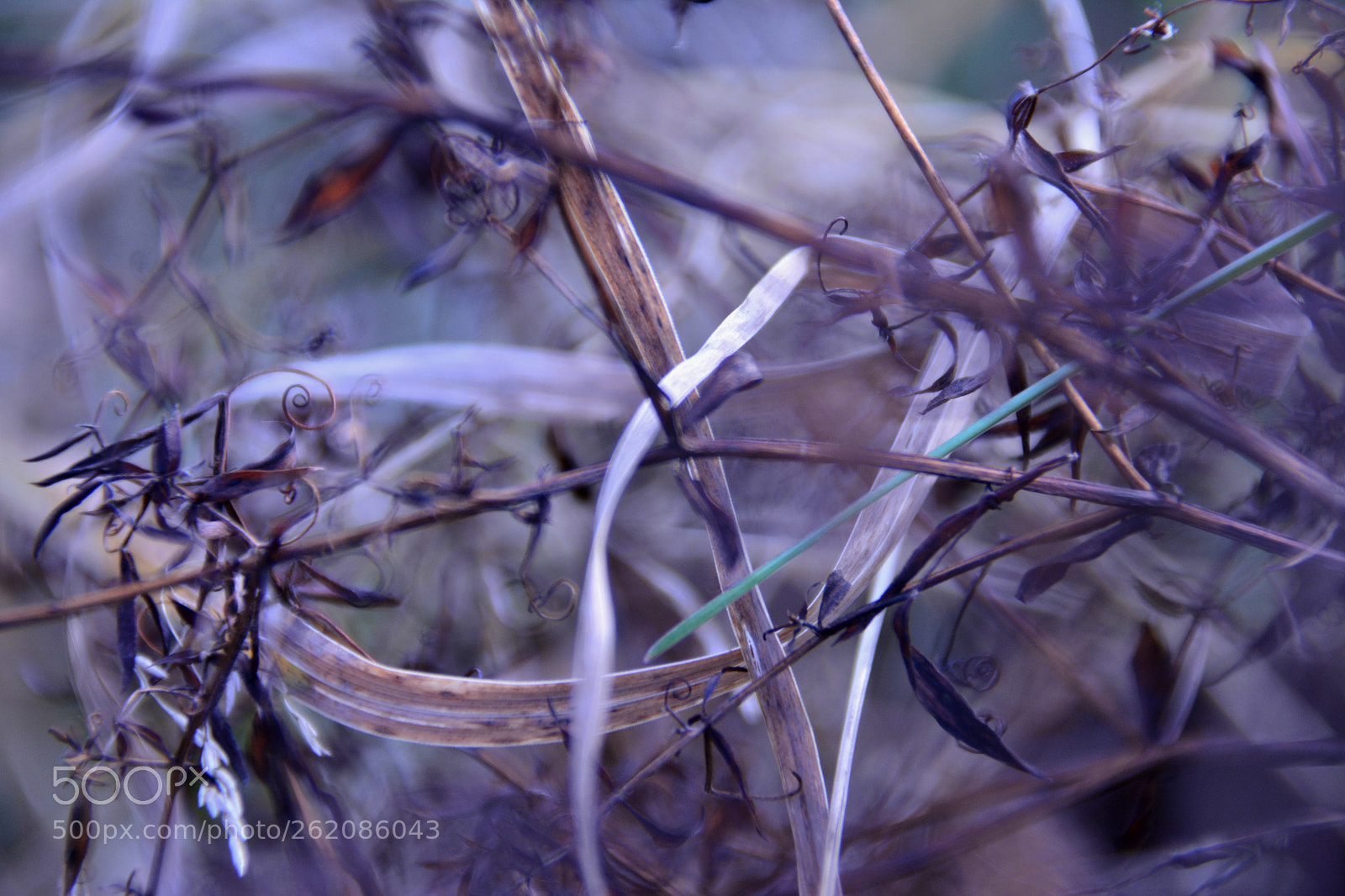Nikon D7100 sample photo. Etude of field grasses #1 photography