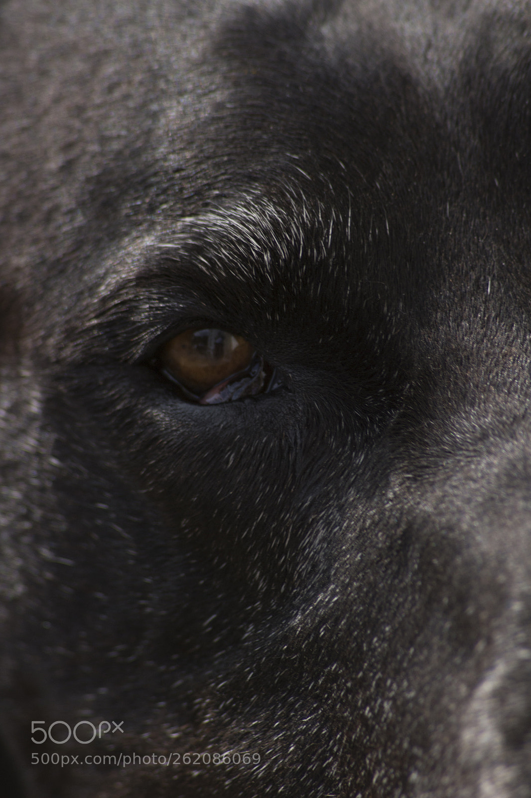 Canon EOS 100D (EOS Rebel SL1 / EOS Kiss X7) sample photo. Scooby photography