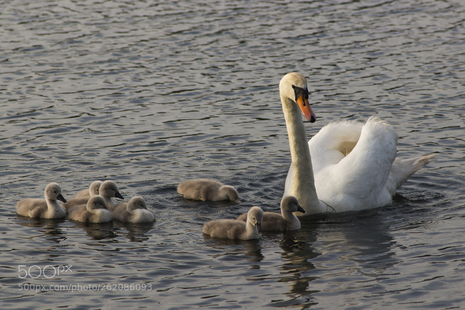 Canon EOS 100D (EOS Rebel SL1 / EOS Kiss X7) sample photo. Swan and cygnets photography