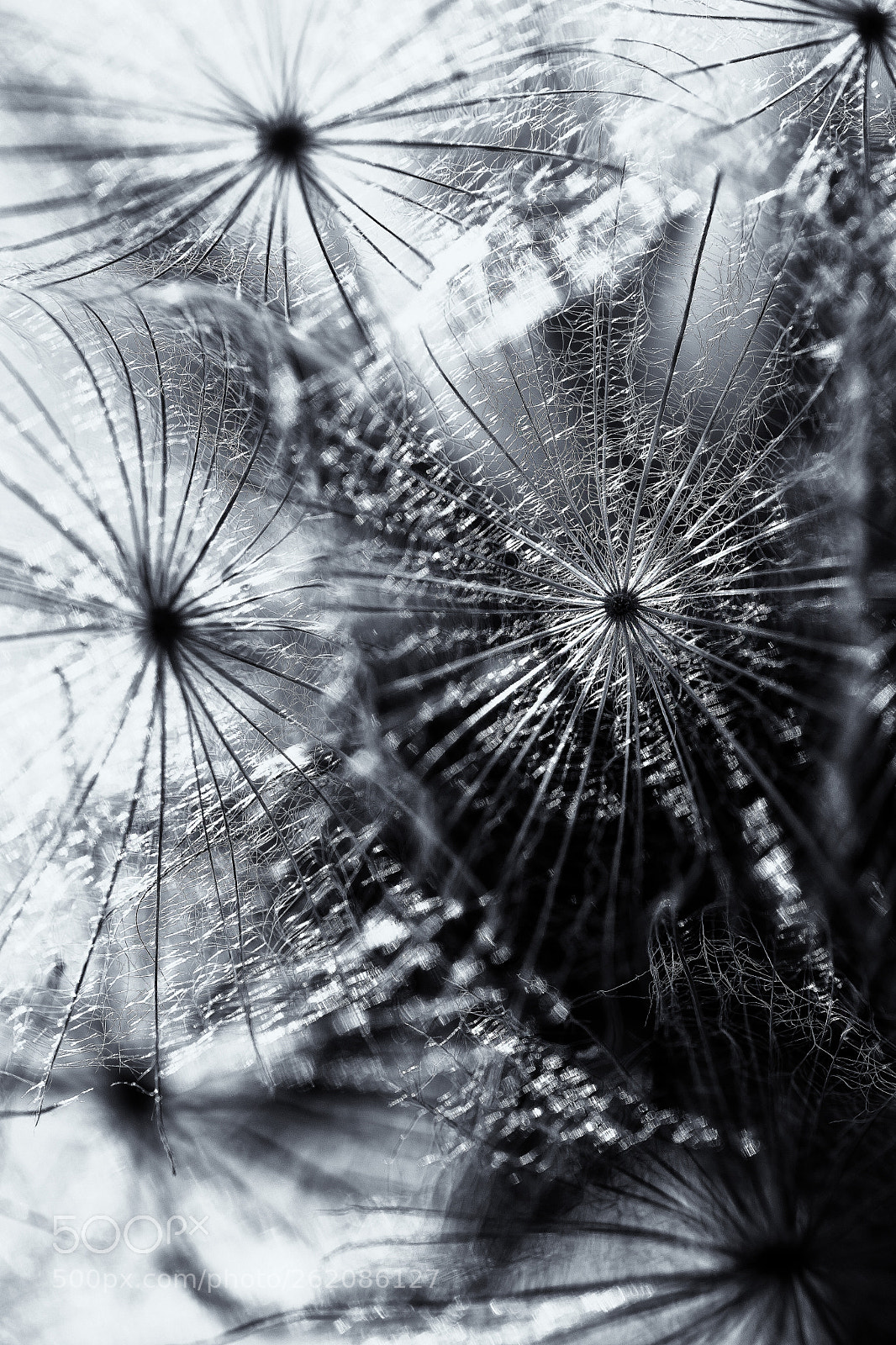 Sony a99 II sample photo. Delicate photography