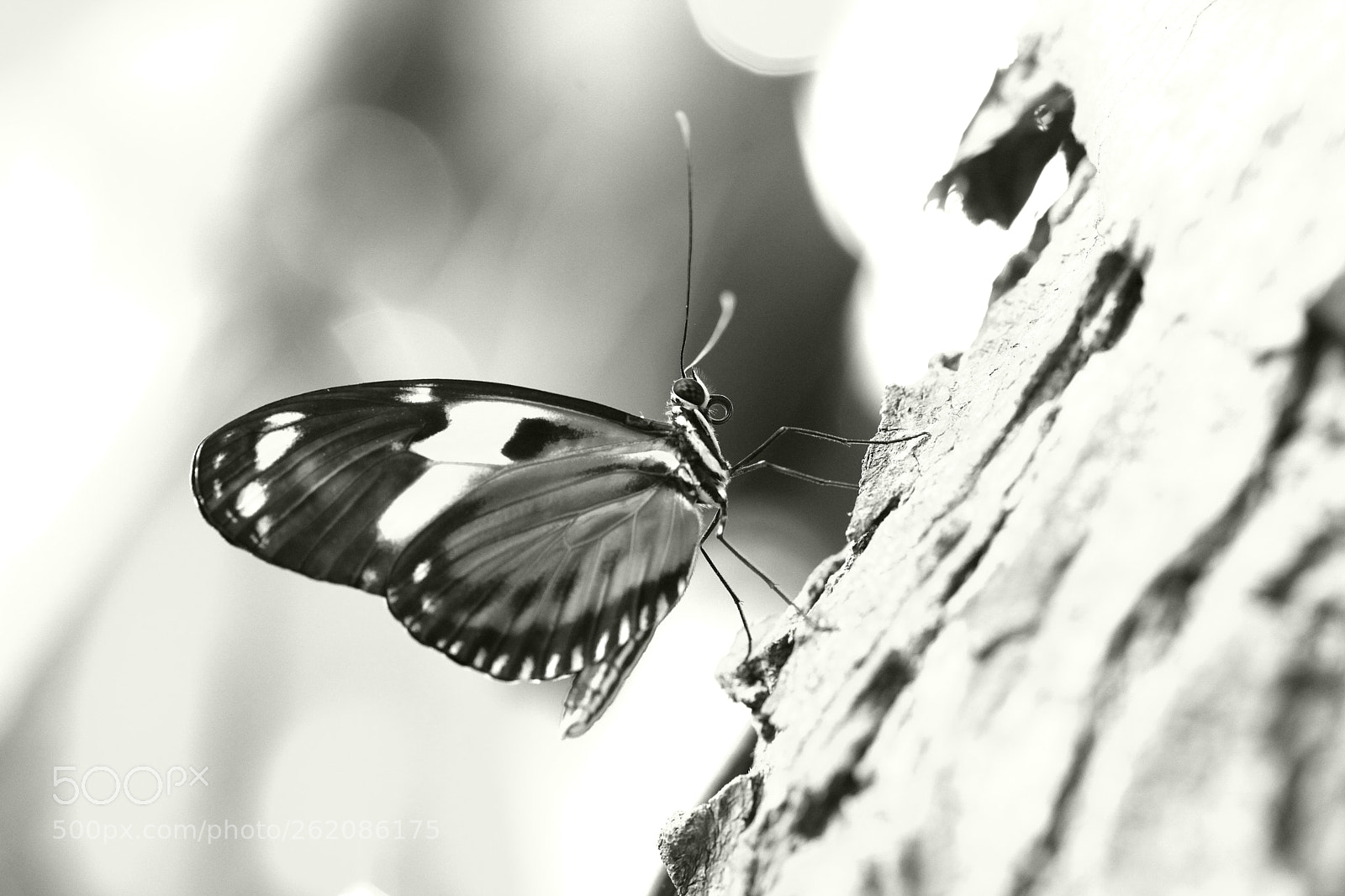 Canon EOS 5D Mark II + Canon EF 100mm F2.8L Macro IS USM sample photo. Black and white butterfly photography