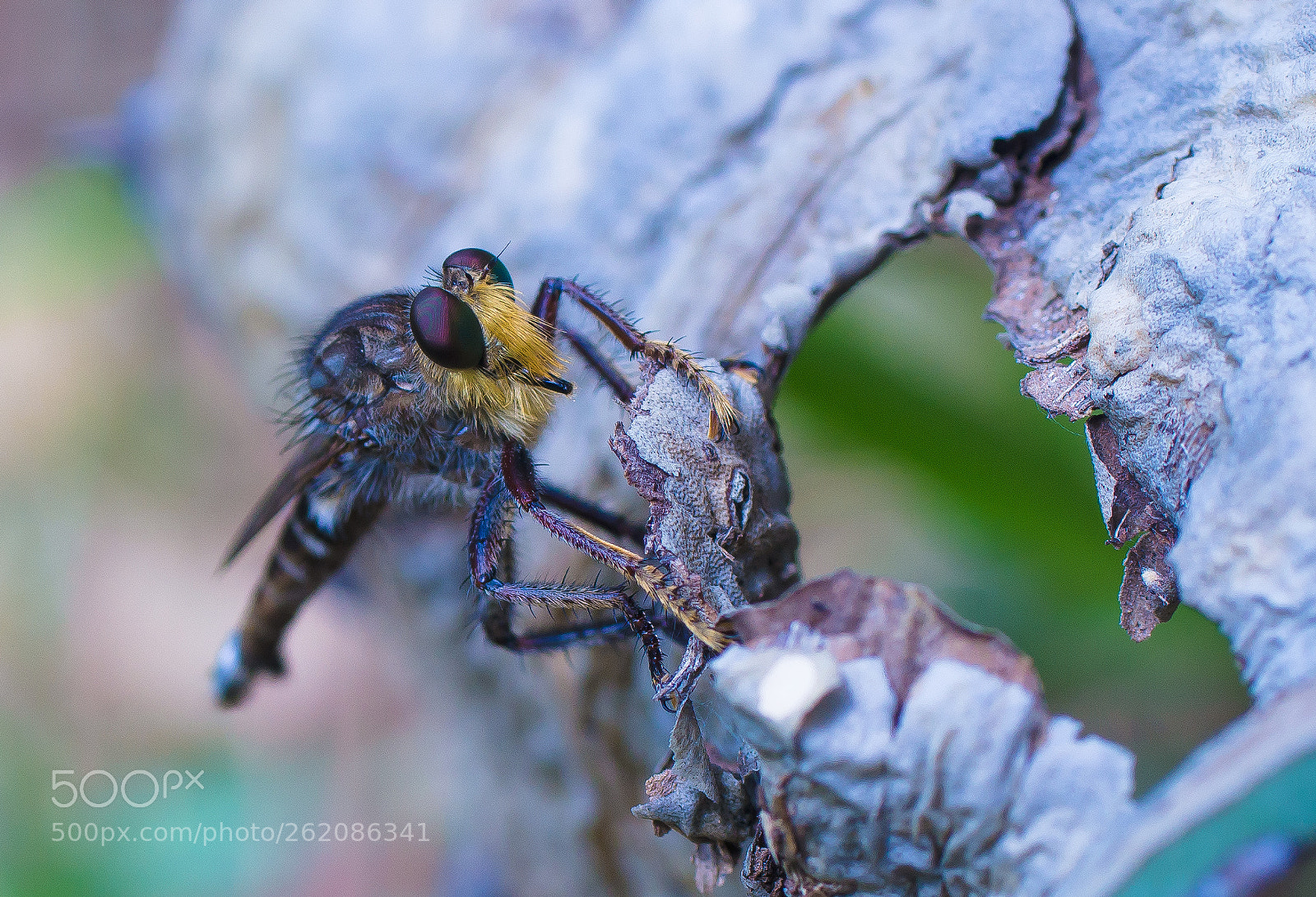 Sony a99 II sample photo. Robber fly photography