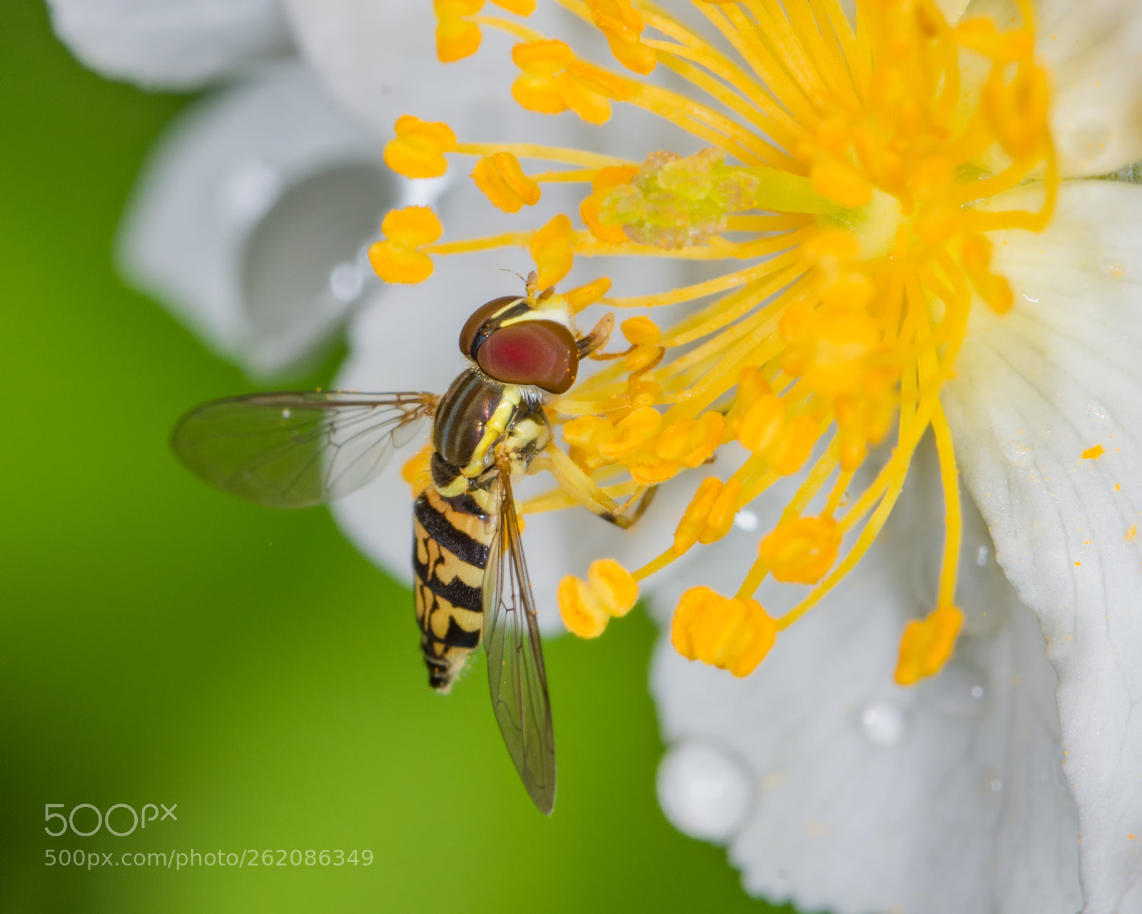 Nikon D7200 sample photo. Hoverfly on rose photography