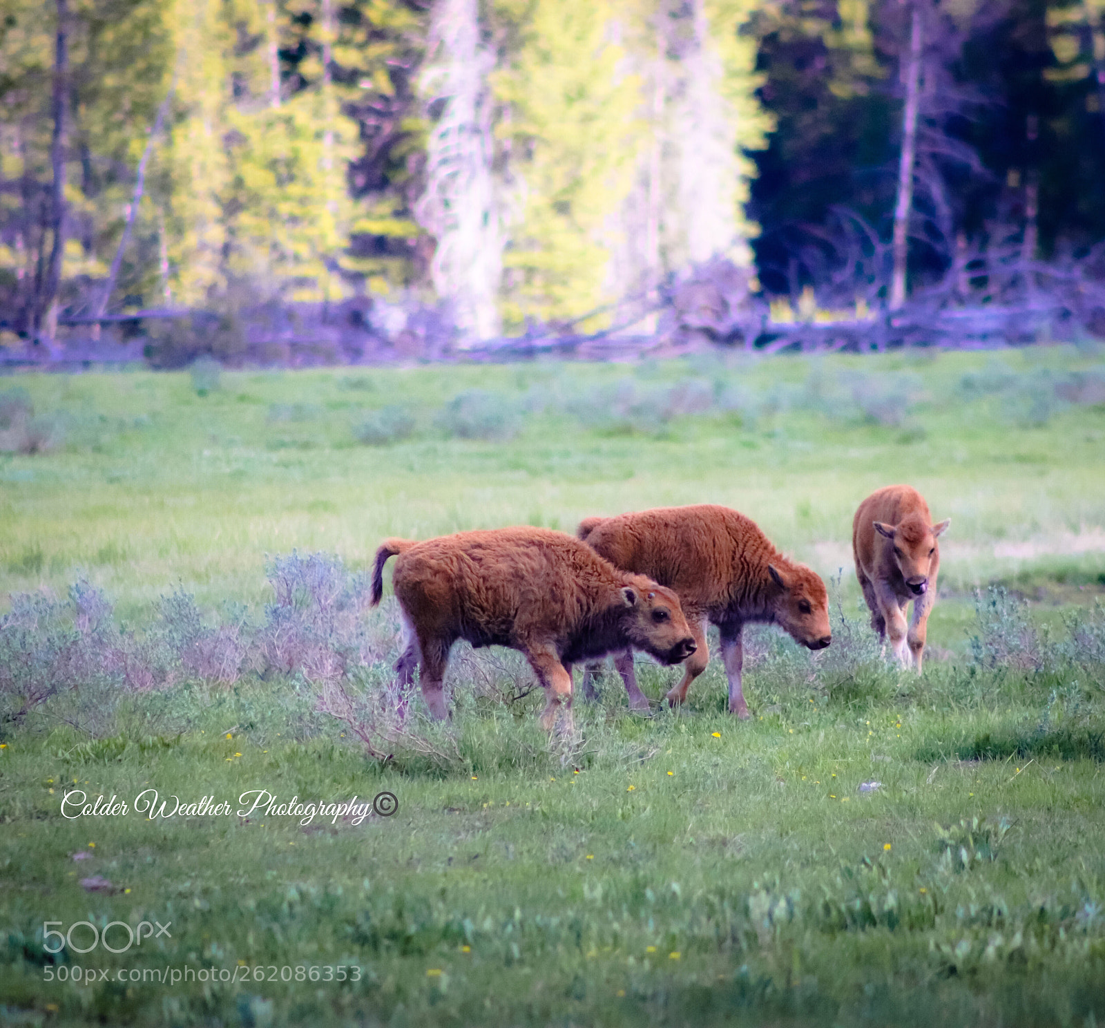 Canon EOS 800D (EOS Rebel T7i / EOS Kiss X9i) sample photo. Red dogs baby bisons photography