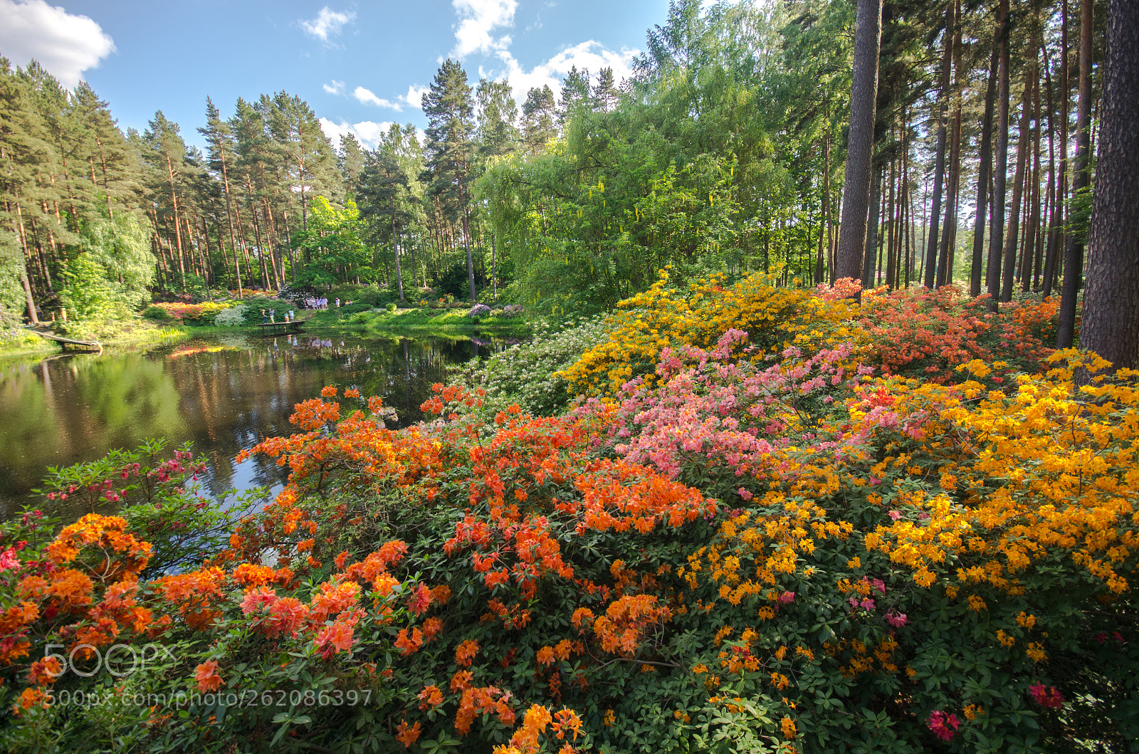 Pentax K-5 sample photo. Rhododendron kingdom photography