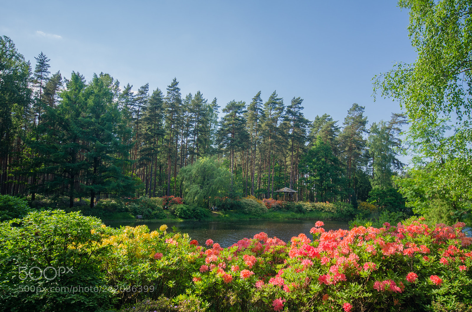 Pentax K-5 sample photo. Rhododendron kingdom photography