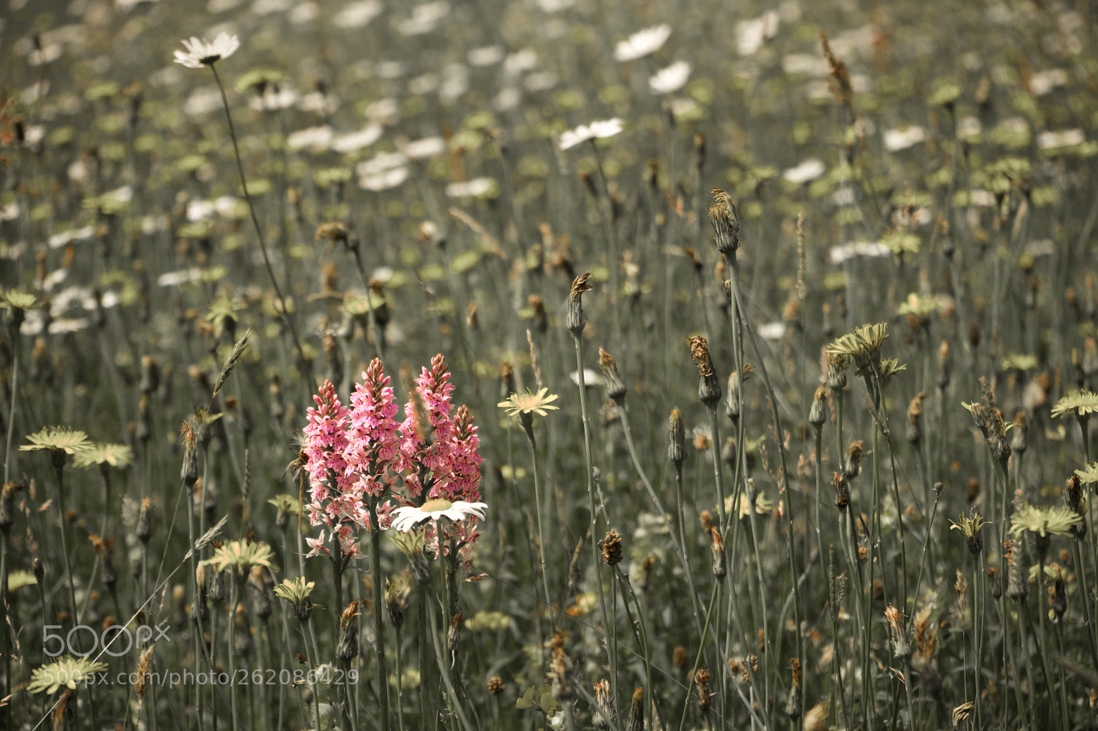 Sony a7 sample photo. Wild orchids photography