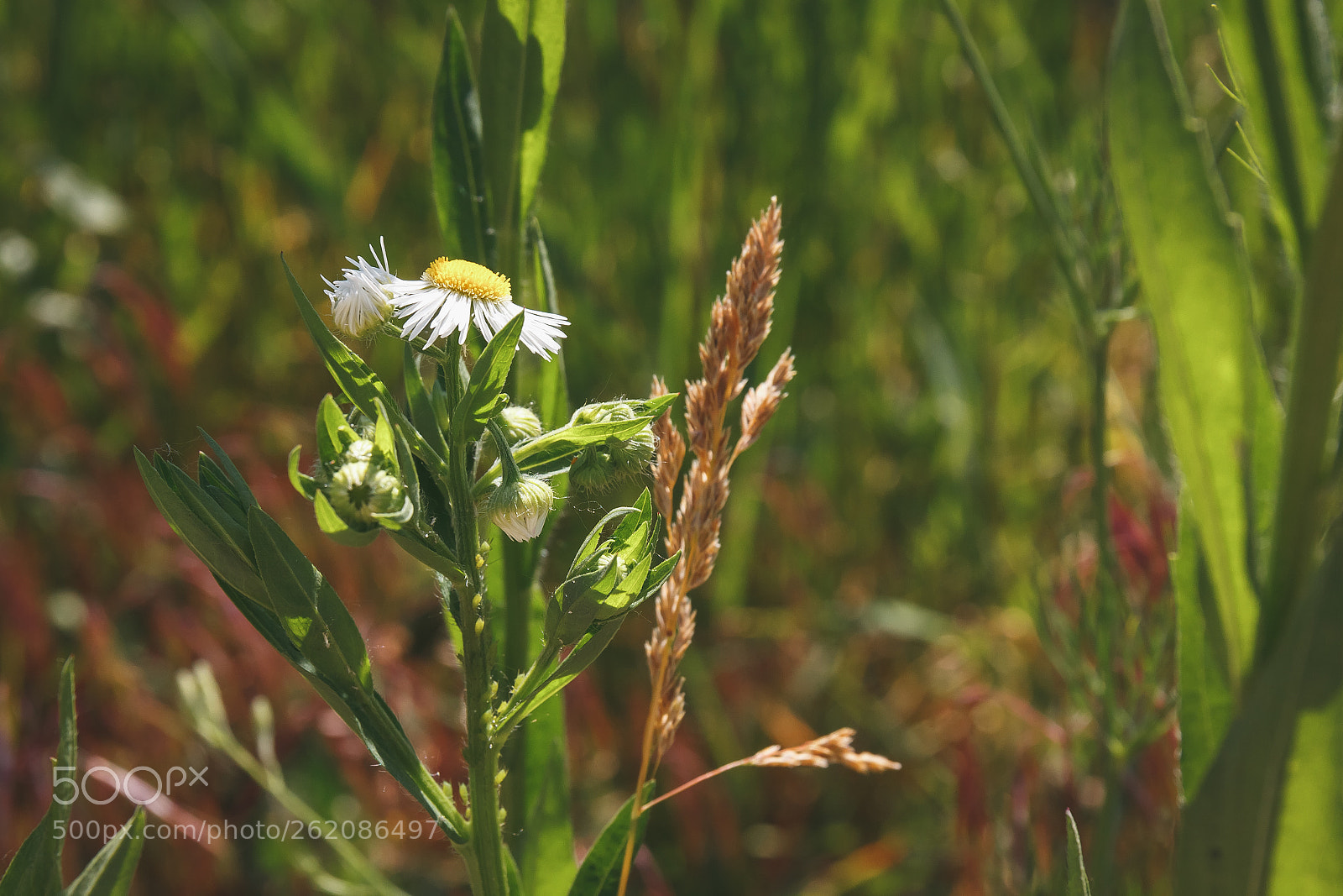 Canon EOS 60D sample photo. Solitary chamomile flower. photography