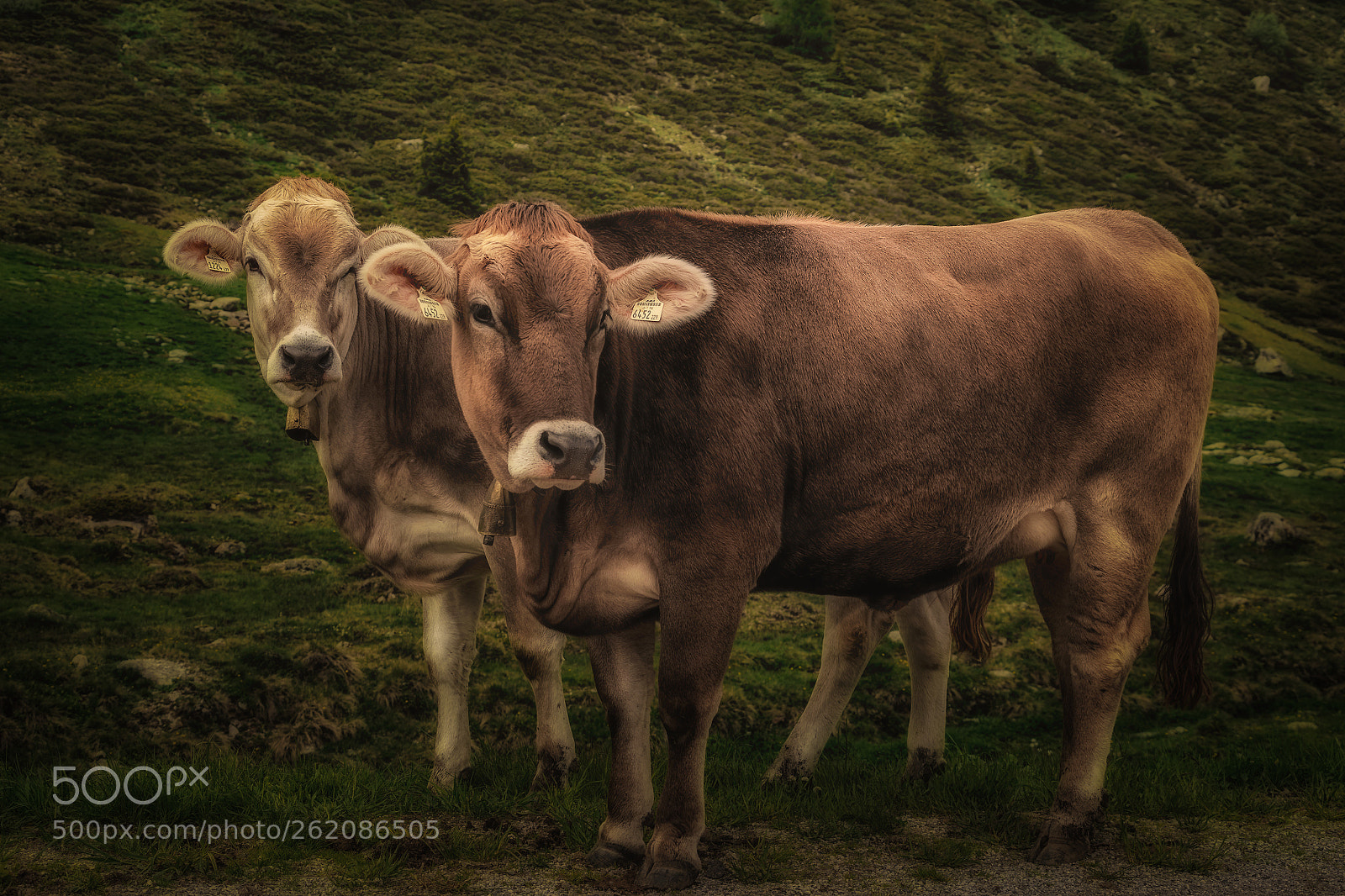 Sony a7 II sample photo. Austrian cows photography