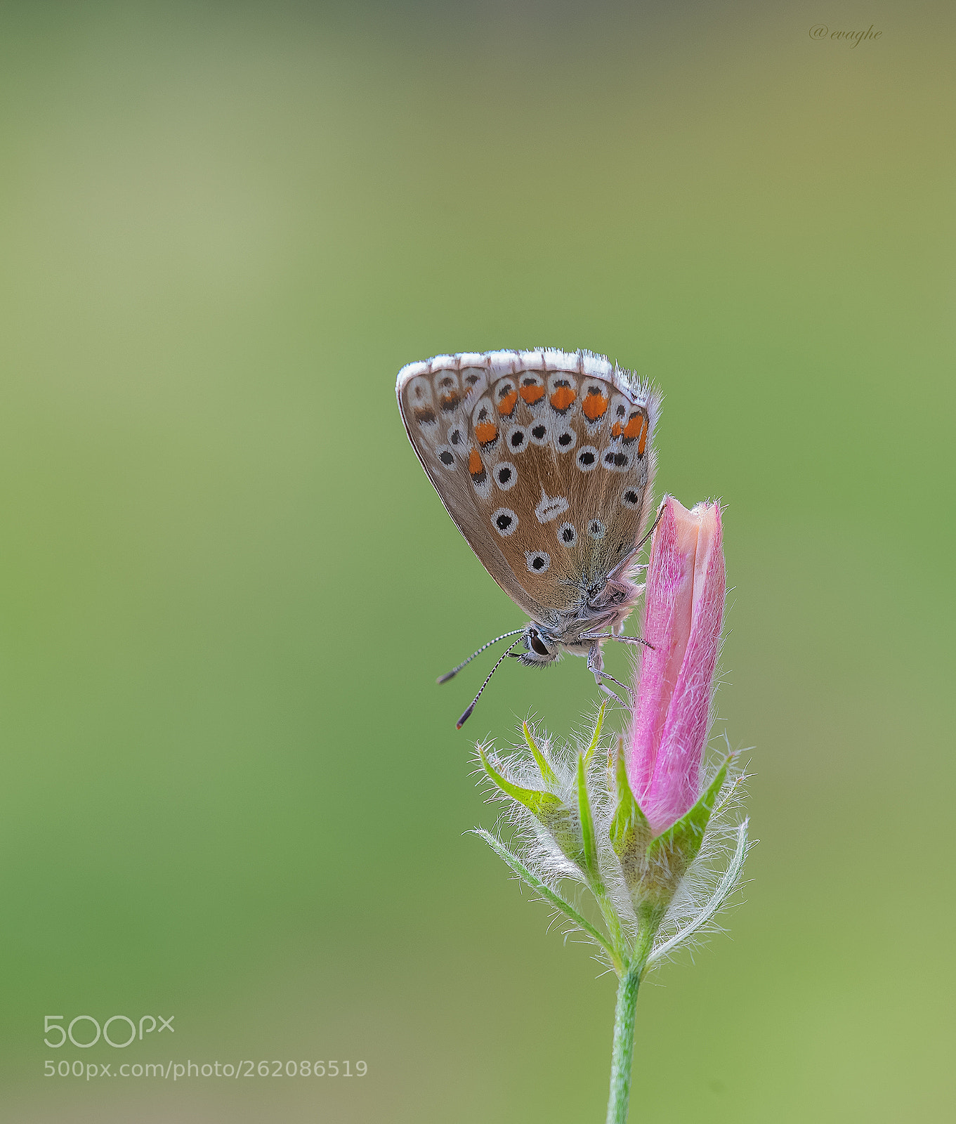 Nikon D610 sample photo. Farfalla giugno photography