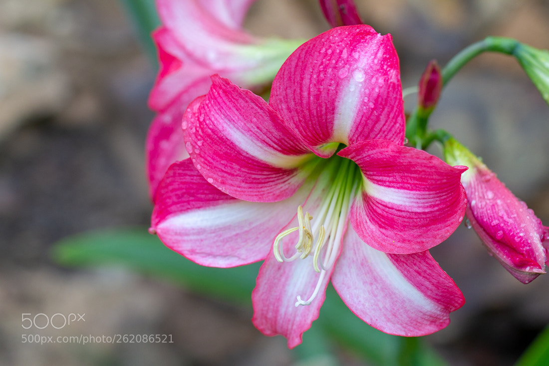 Canon EOS 7D sample photo. Amaryllis photography