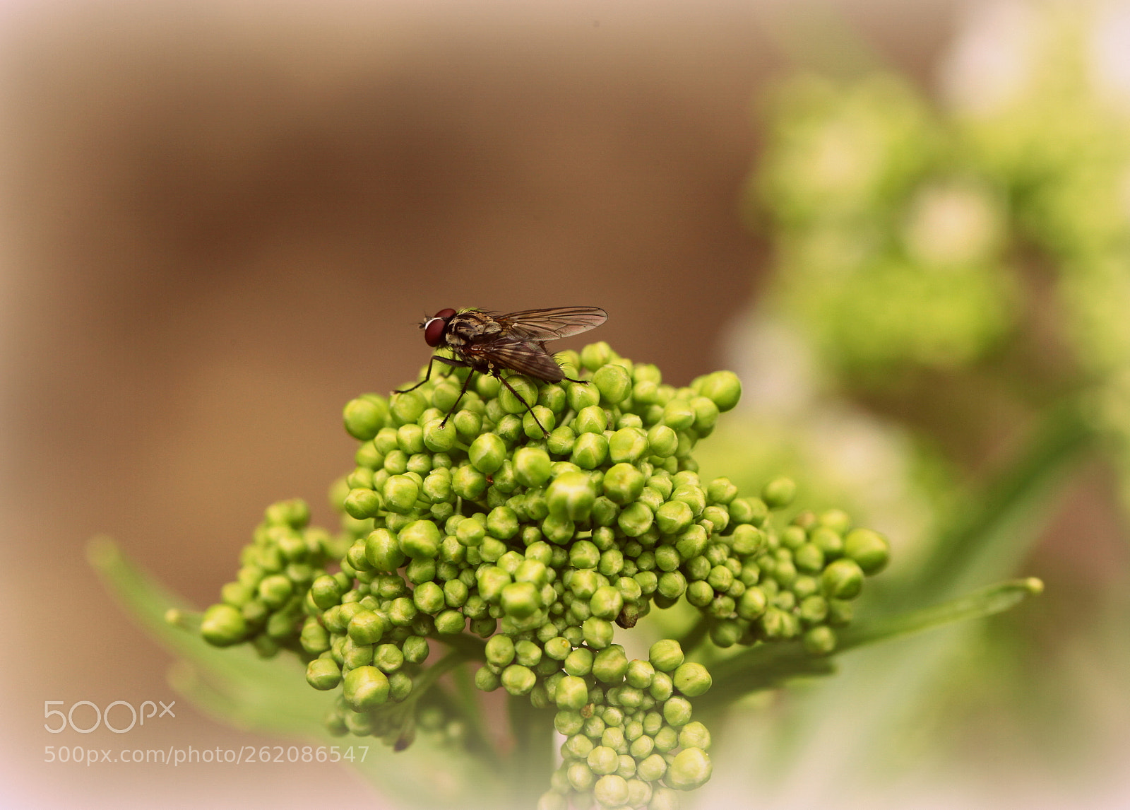 Canon EOS 5D Mark II + Canon EF 100mm F2.8L Macro IS USM sample photo. The fly photography