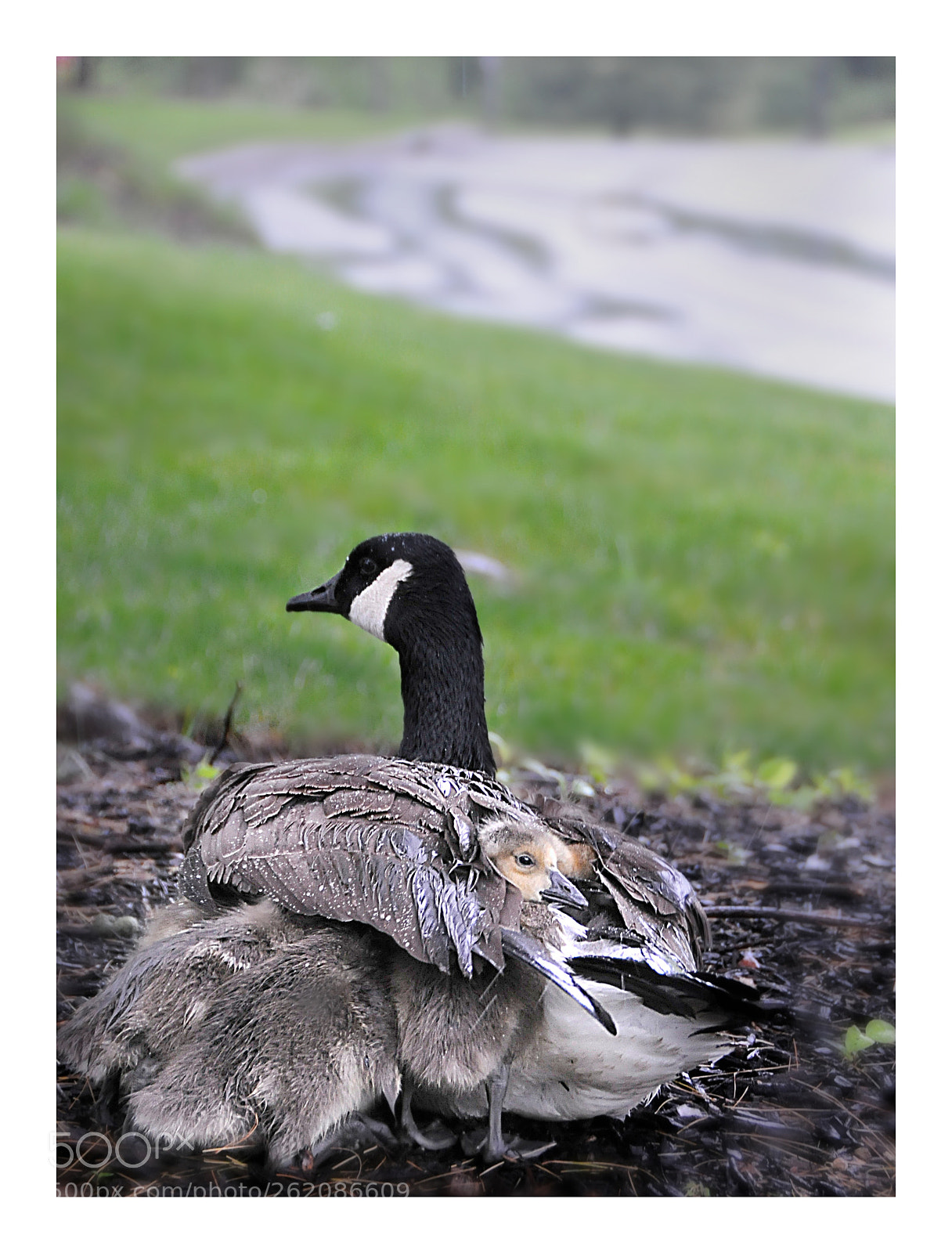 Nikon D300 sample photo. Goose and chicks photography