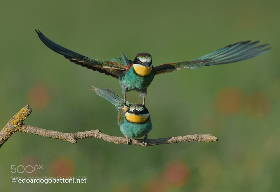 Nikon D750 sample photo. Bee eaters in love #3 photography