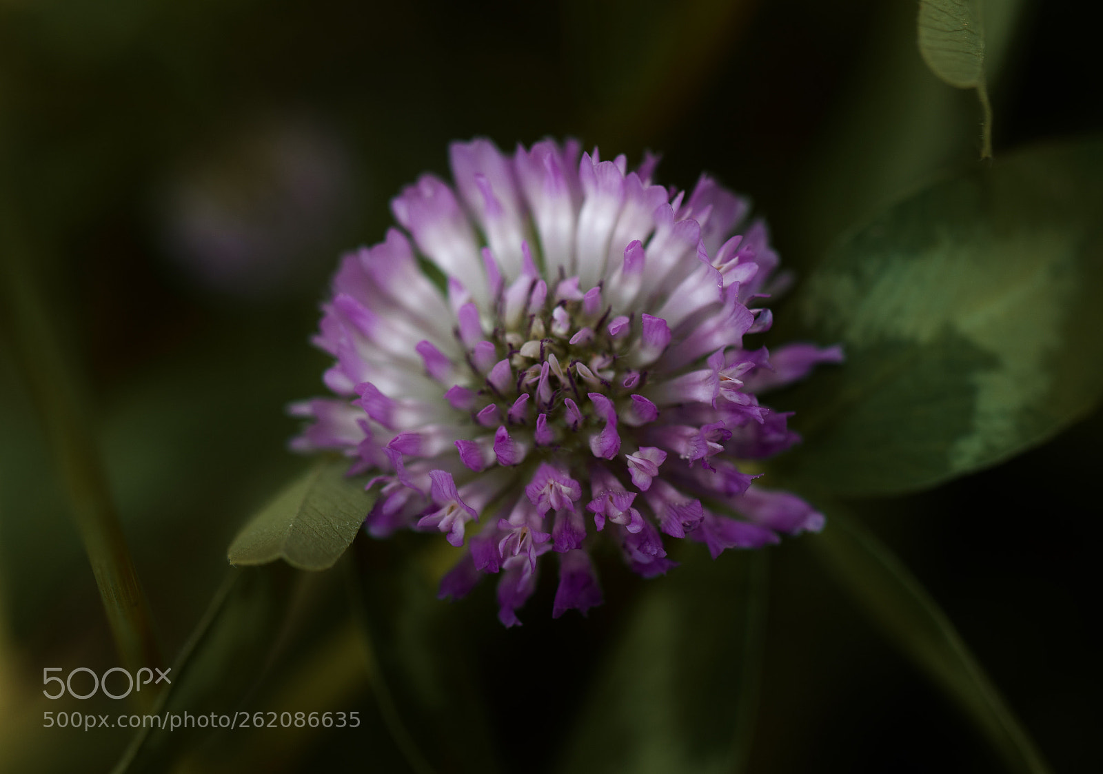 Canon EOS 7D Mark II sample photo. Flower power photography