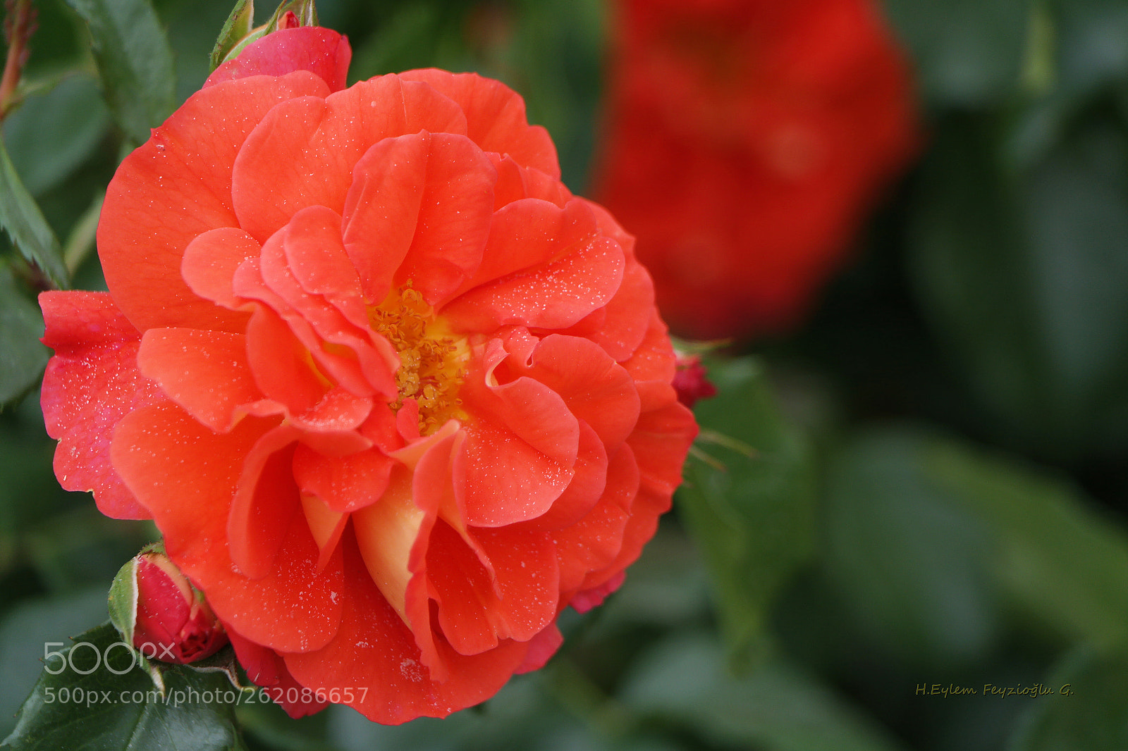 Samsung NX2000 sample photo. Rose photography