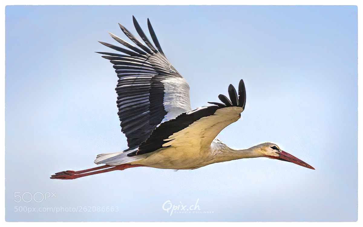 Canon EOS 80D sample photo. Storch photography