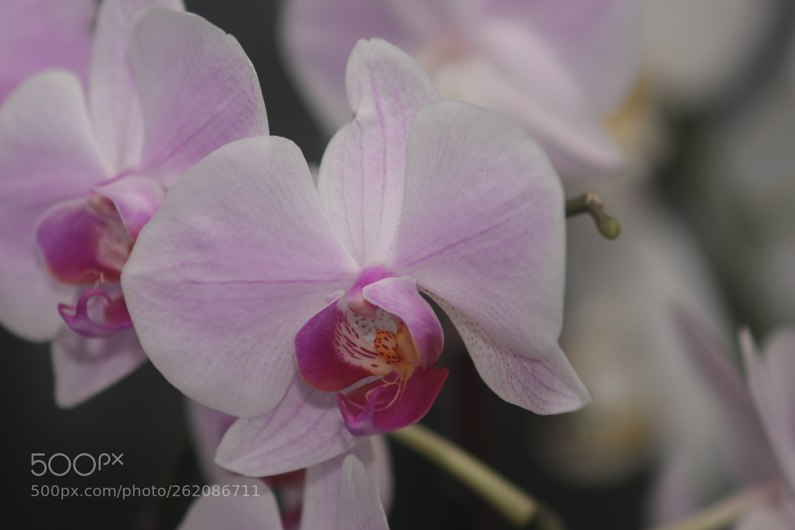 Canon EF 50-200mm f/3.5-4.5 sample photo. Flower photography