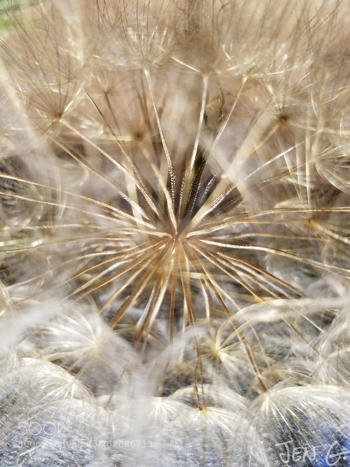 Samsung Galaxy S8+ sample photo. Golden dandelion. photography