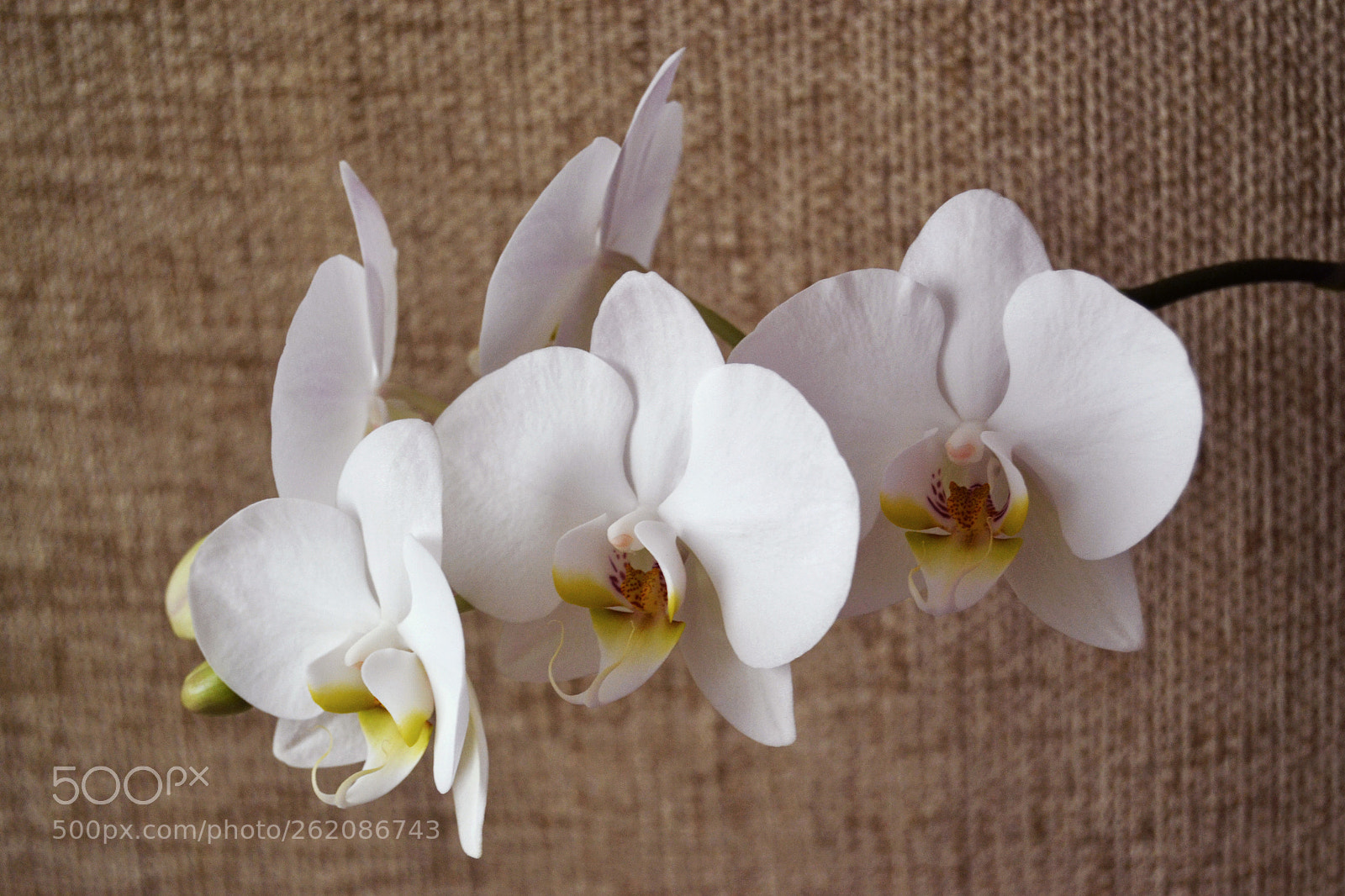 Nikon D3100 sample photo. Orquídea blanca photography