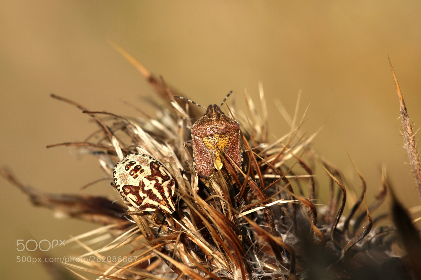 Canon EOS 5D Mark II sample photo. Different bugs photography