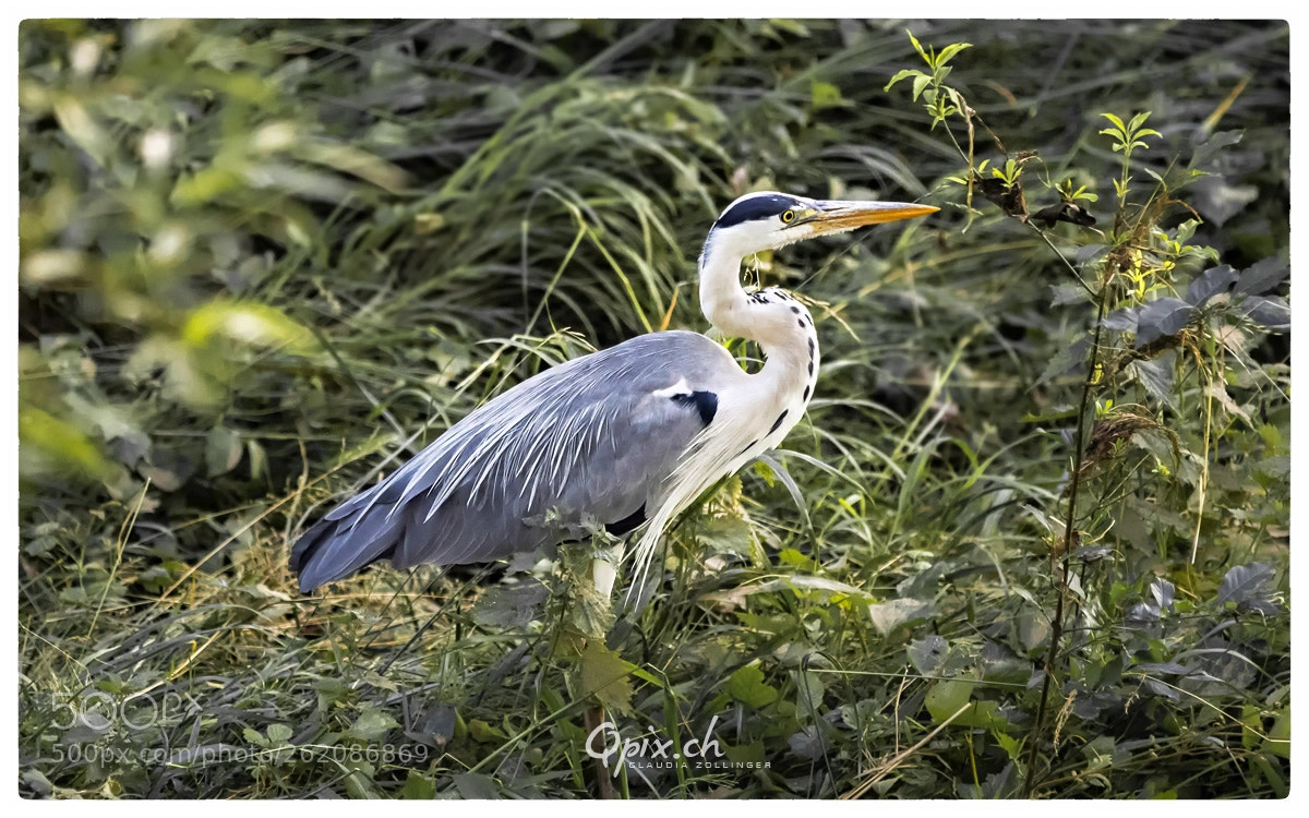 Canon EOS 80D sample photo. Reiher photography