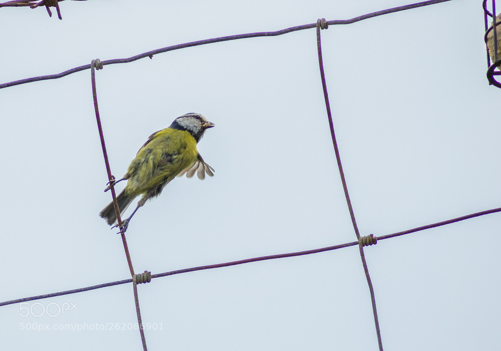 Nikon D3300 sample photo. Blue tit takes flight photography